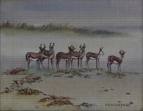 Namibia / Springbokke