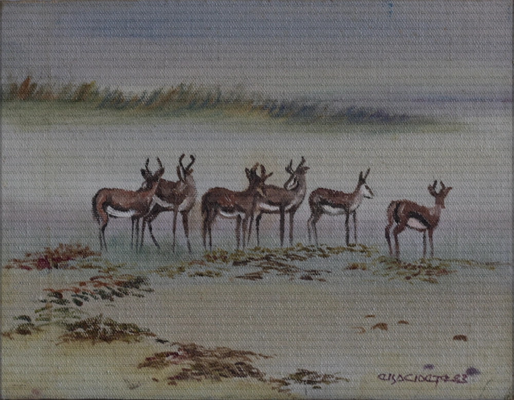 Namibia / Springbokke